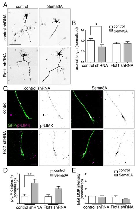 Flotillin Knockdown Decreases Sema Mediated Axon Responses And Limk