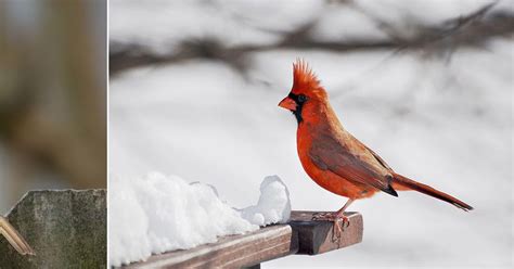 Alabama Noise: Yellow Cardinal