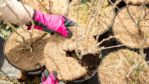 Protéger ses plantes contre le froid ici