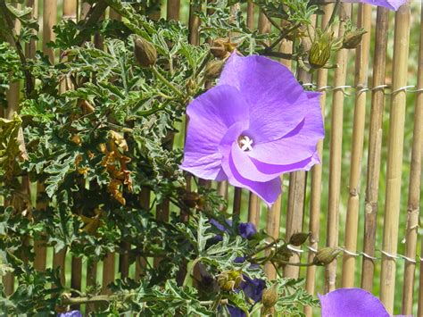 Jerusalem Botanical Garden | Botanical gardens, Botanical, Plants