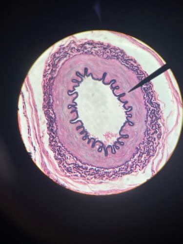 Circulatory System Histology Flashcards | Quizlet 