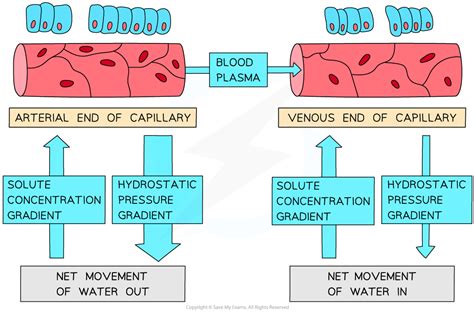 Capillaries And Tissue Fluid Aqa A Level Biology Revision Notes 2017