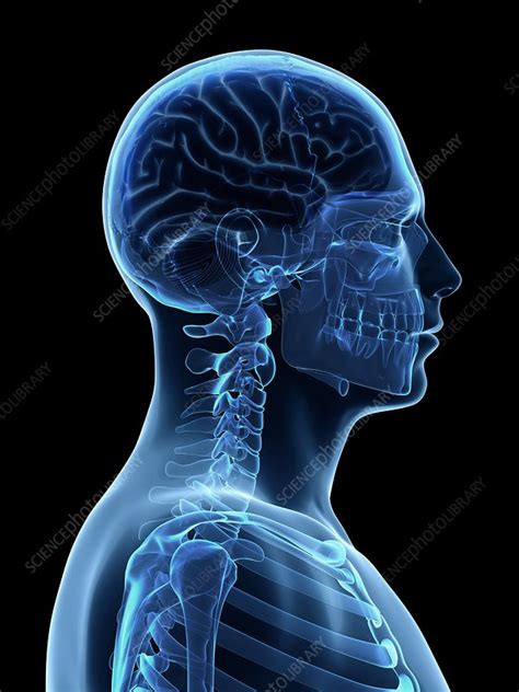 Human neck bones, illustration - Stock Image - F010/8842 - Science ...