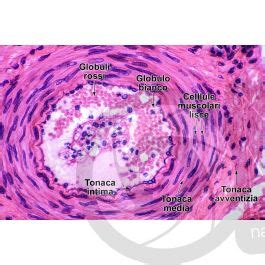 Uomo Arteria Sezione Trasversale 500X Uomo Mammiferi Apparato