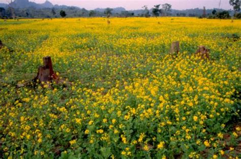 Improving India’s oilseeds production