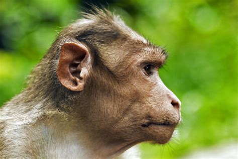 Thinking Monkey Photograph By Nima Koochak Shooshtari Fine Art America