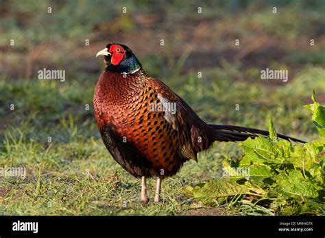 Male Ring Necked Pheasant Phasianus Colchicus Stock Photo Alamy