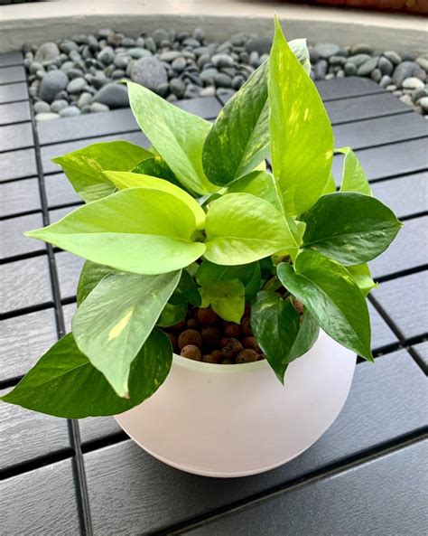 Golden And Neon Pothos Mix Money Plant Semi Hydroponics Leca Self Watering Pot Furniture