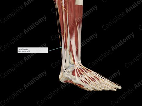 Sural Nerve Complete Anatomy