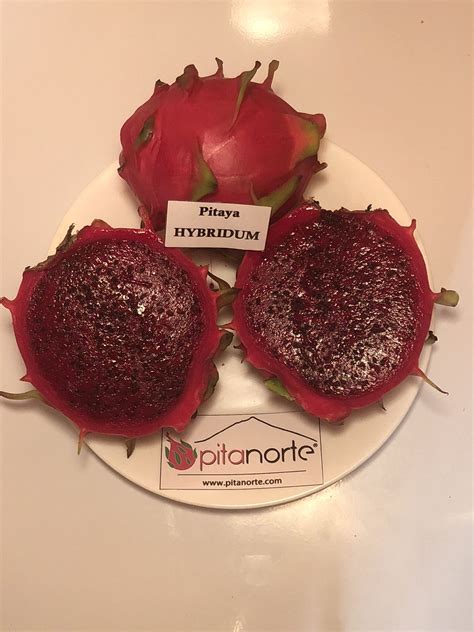 Esquejes Enraizados De Pitahaya Variedad Hybridum