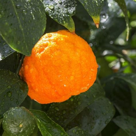 Oranges Am Re En Livraison Sur Lorient Votrepotager