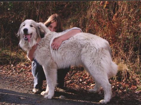 Chien Elevage De L Ange Des Vosges Du Nord Eleveur De Chiens Chien