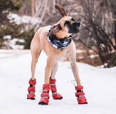 The Best Dog Boots Reviews By Wirecutter, 50% OFF