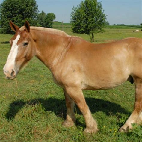 What is the smallest draft horse breed