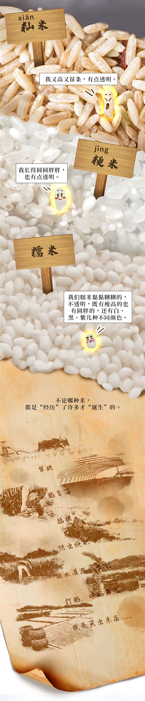 【津云漫画】端午节吃粽子前，你得知道米是怎么来的 新闻中心 北方网