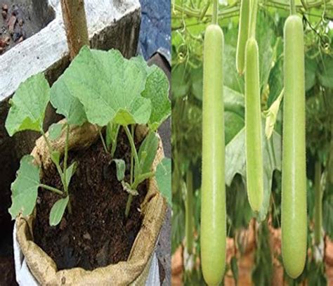 Tomorrowseeds Bottle Gourd Seeds 10 Count Packet Lauki