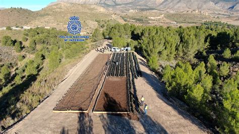 Desmantelan Un Cultivo De Marihuana Con Casi 1 100 Plantas En Lorca