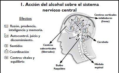 Conoce Un Poco Acerca De Los Efectos Del Alcohol