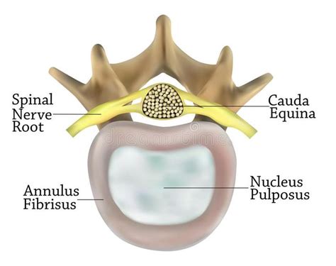 Vertebrae Anatomy on White Background