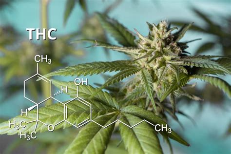 Simple Accurate And Reliable Quantification Of THC And CBD In Cannabis