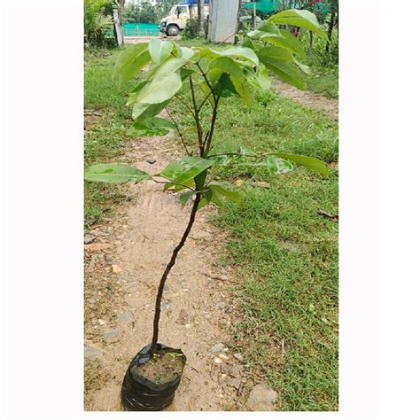 Full Sun Exposure Green Litchi Fruit Plant For Fruits At Rs 150 Piece