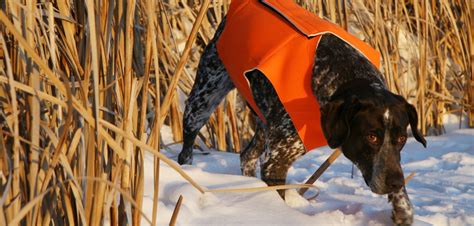 Top Tips for Hunting Dog Training | SPORTMiX®