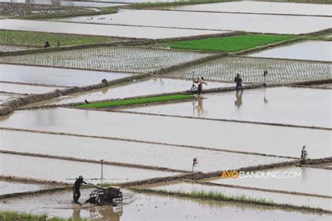 Sensus Pertanian 2023 Demi Masa Depan Petani Indonesia Ayo Bandung