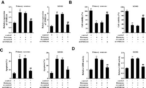 Interference Of Snhg Ameliorated Da Neuron Injury Induced By