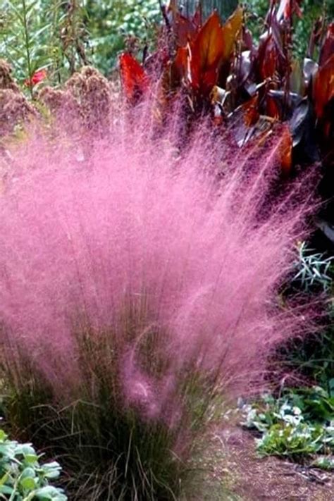 Pack Pink Muhly Muhlenbergia Capillaris Ground Cover Etsy Cotton