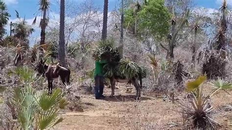 Trabalho An Logo Ao Escravo Mpt Pi Resgata Homens Dormindo Em Cozinha