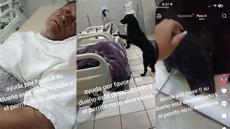 Desahuciado Ruega En Redes Sociales Para Que Adopten A Su Perrito Fiel