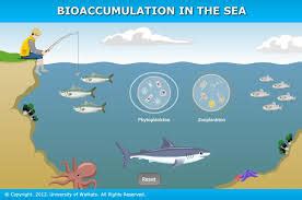 Human Science bioaccumulation Diagram | Quizlet