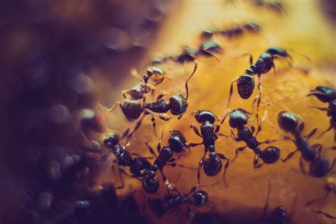 Social Behavior Ant. Ant, (family Formicidae), any of… | by Andri ...