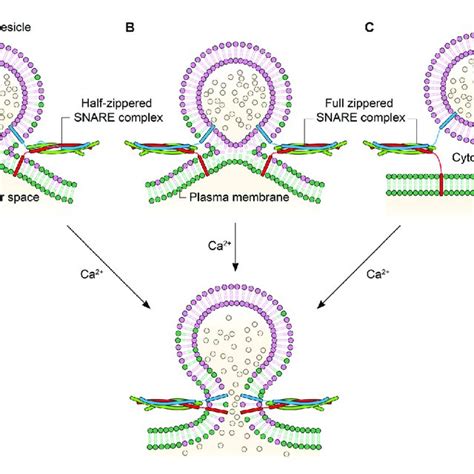 Two Contradicting Mechanisms For The Formation Of Fusion Pore A