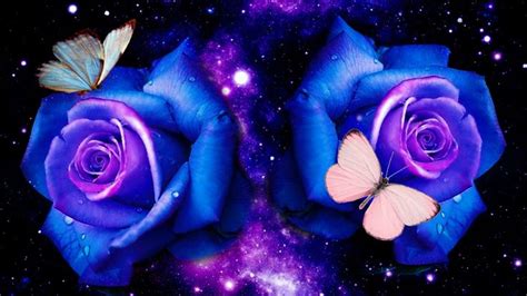 Blue And Purple Rose Wallpapers Top Free Blue And Purple Rose