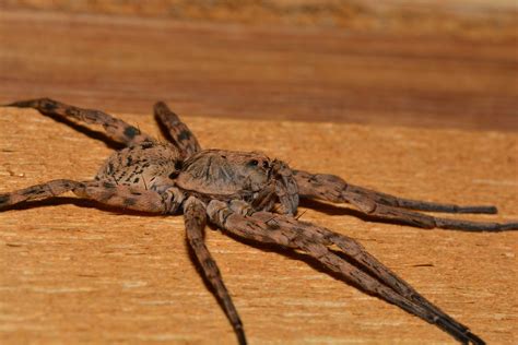 12 Fascinating Facts About Giant House Spider - Facts.net