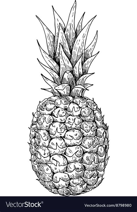 Hand Drawn Pineapple Summer Fruit Engraved Vector Image