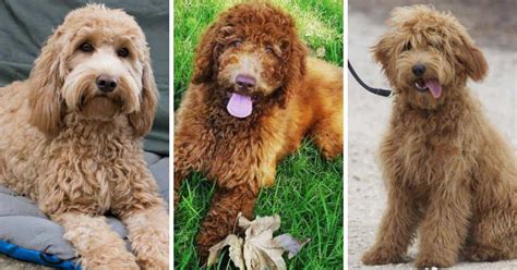 Double Doodle Dog Info Labradoodle Goldendoodle Mix