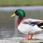 Male Duck Stock Photo By Manfredxy