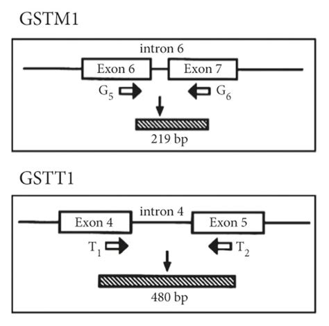 Primer Positions A And Gel Electrophoresis Of Gstm And Gstt Rt Pcr