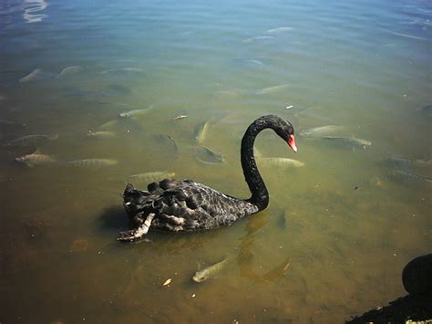 Cisne negro 2 Free Photo Download | FreeImages