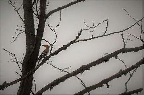 CPN Les P Tits Castors Vendredi 16 Juin 2023 Observation Des Castors