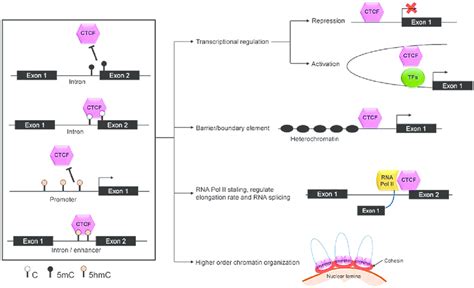 Methylation Dependent Ctcf Functions Ctcf Binds To Either Unmethylated Download Scientific