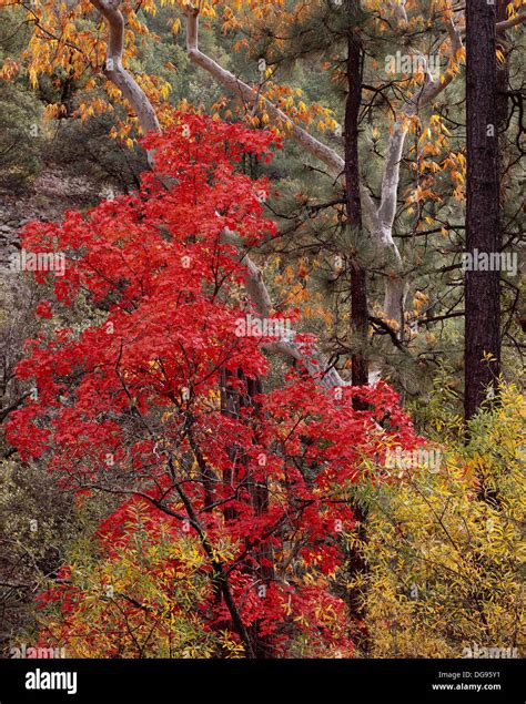 Fall Color Maple Sycamore High Resolution Stock Photography and Images ...