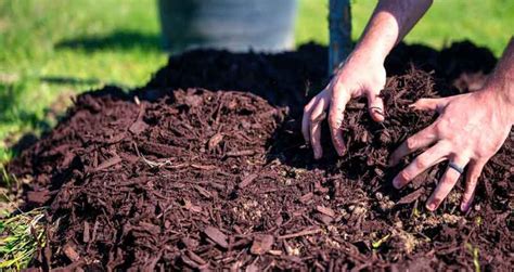 How To Mix Compost Into Soil Chicago Land Gardening