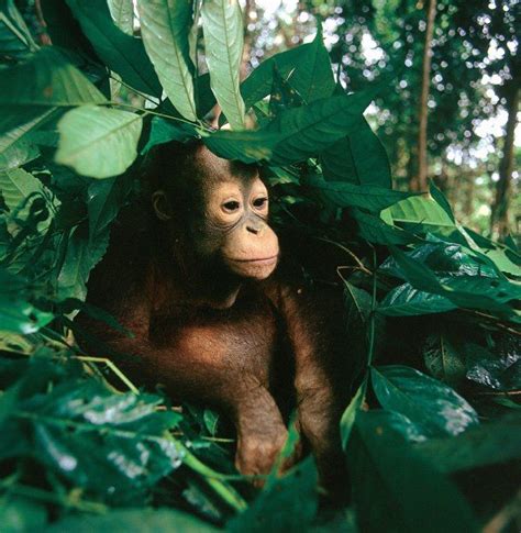 Save The Orangutans, Types Of Monkeys, Great Ape, Moms Favorite, Chimp, Primates, Apes, Gorilla ...