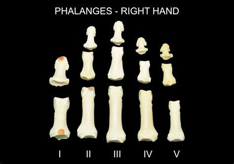 PHALANGES OF HAND – Clinical Anatomy