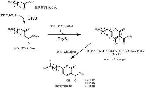 研究結果 東京大学大学院農学生命科学研究科 応用生命化学専攻／応用生命工学専攻