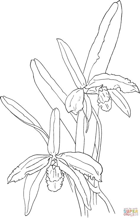 Coloriage Orchidée cattleya perrinii Coloriages à imprimer gratuits