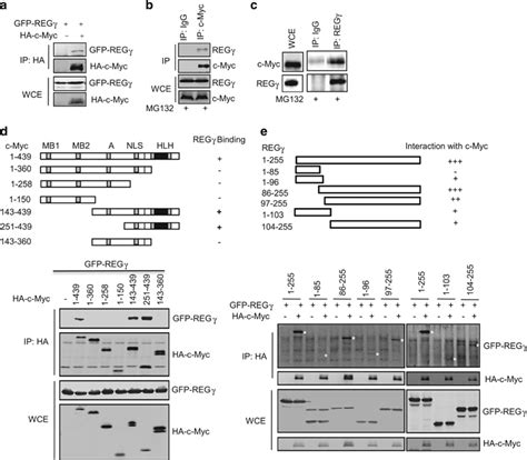 Interaction between REGγ and c Myc a GFP REGγ and hemagglutinin